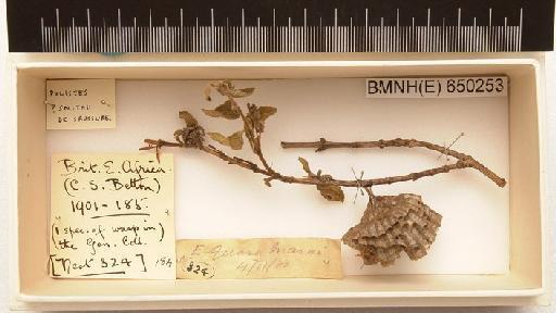 Polistes smithii Saussure, 1853 - Hymenoptera Nest BMNH(E) 650253