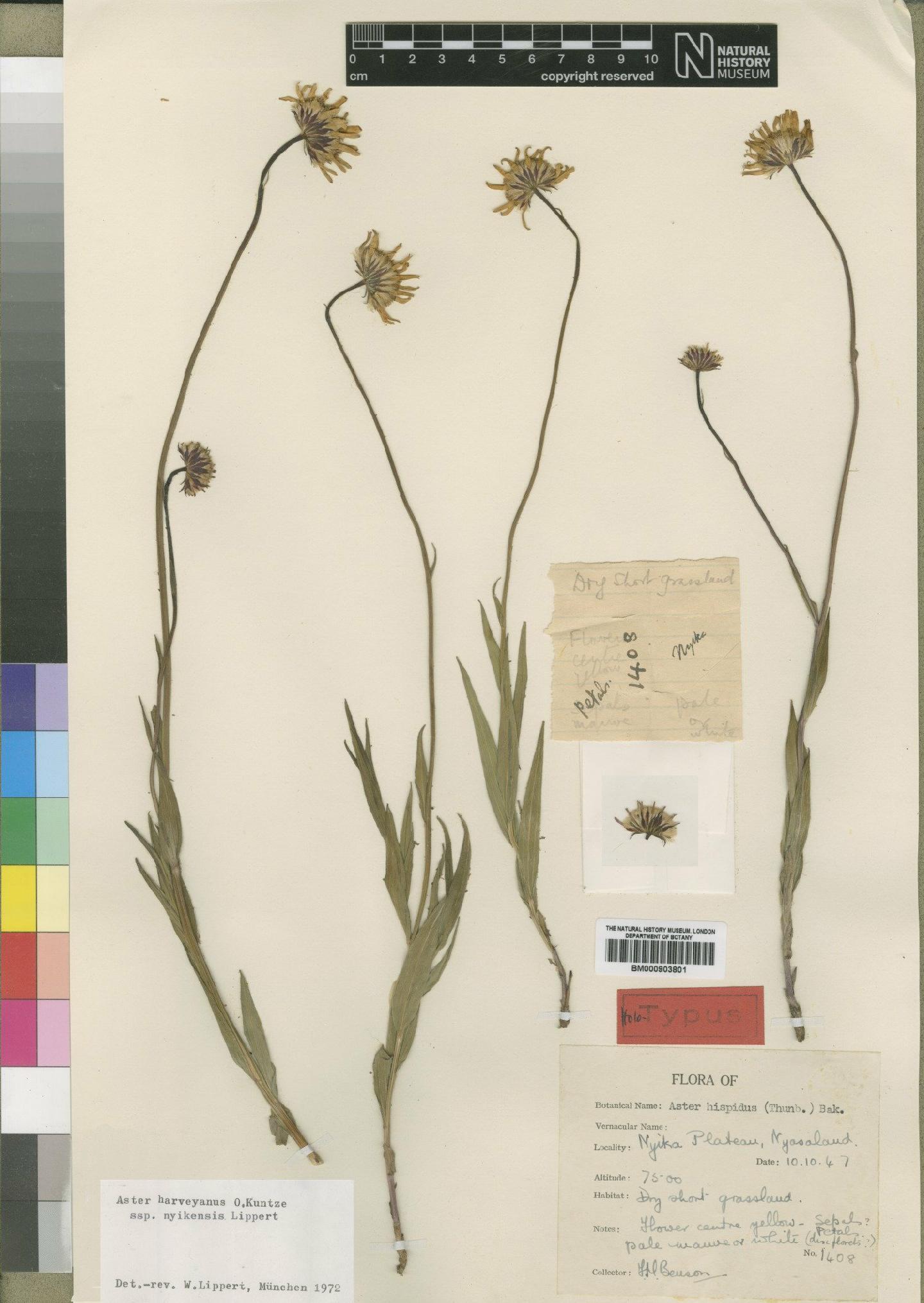To NHMUK collection (Aster harveyanus subsp. nyikensis Lippert; Holotype; NHMUK:ecatalogue:4528767)