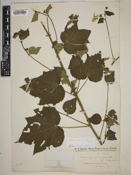 Pavonia gracilis - BM000545812