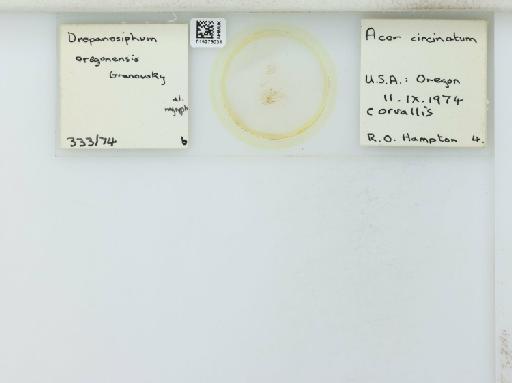 Drepanosiphum oregonensis Granovsky, 1939 - 015275031_112843_1094052_107146_NoStatus