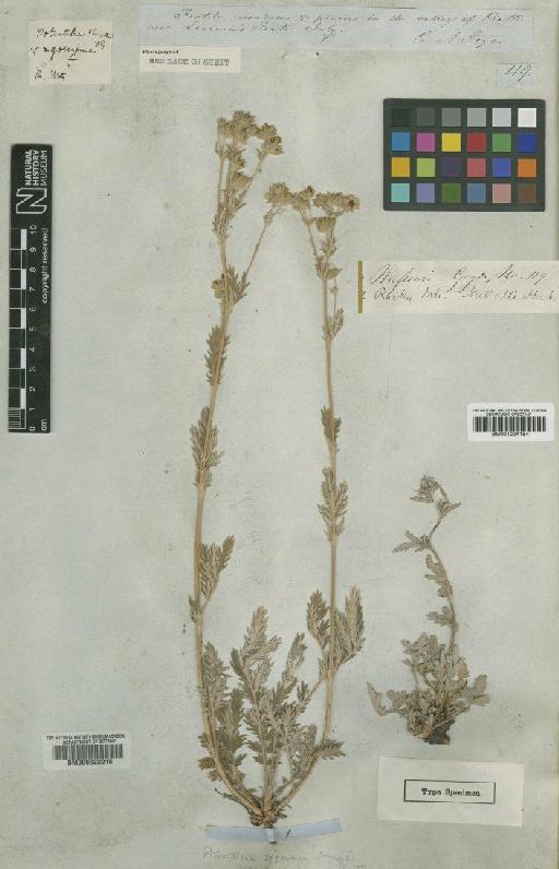 Potentilla effusa Douglas ex Lehm. - BM001024154