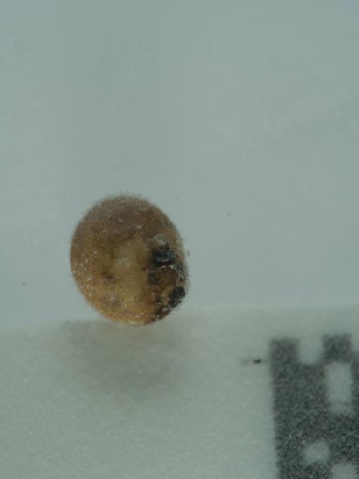 Theridiosoma gemmosum (L. Koch, 1878) - 014537352_10