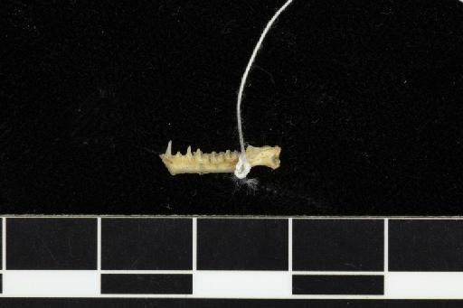 Rhinolophus stheno microglobosus Csorba and Jenkins, 1998 - 1997_360-Rhinolophus_stheno_microglobosus-Holotype-Skull-mandible-lateral