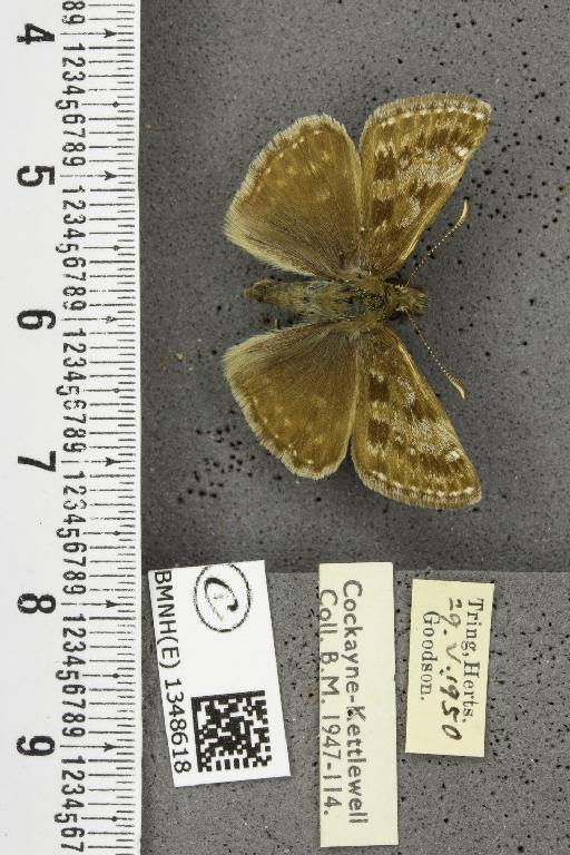 Erynnis tages tages (Linnaeus, 1758) - BMNHE_1348618_157651