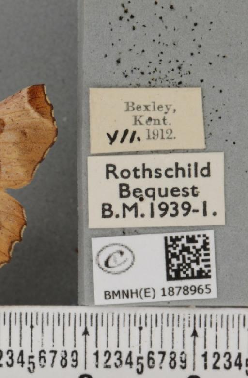 Selenia tetralunaria tetralunaria (Hufnagel, 1767) - BMNHE_1878965_label_449894