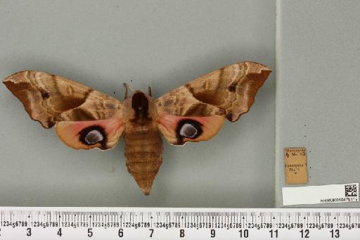 Smerinthus ocellata ocellata (Linnaeus, 1758) - NHMUK_010475119_525425