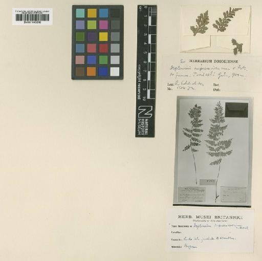 Asplenium impressivenium Alderw. - BM001045245