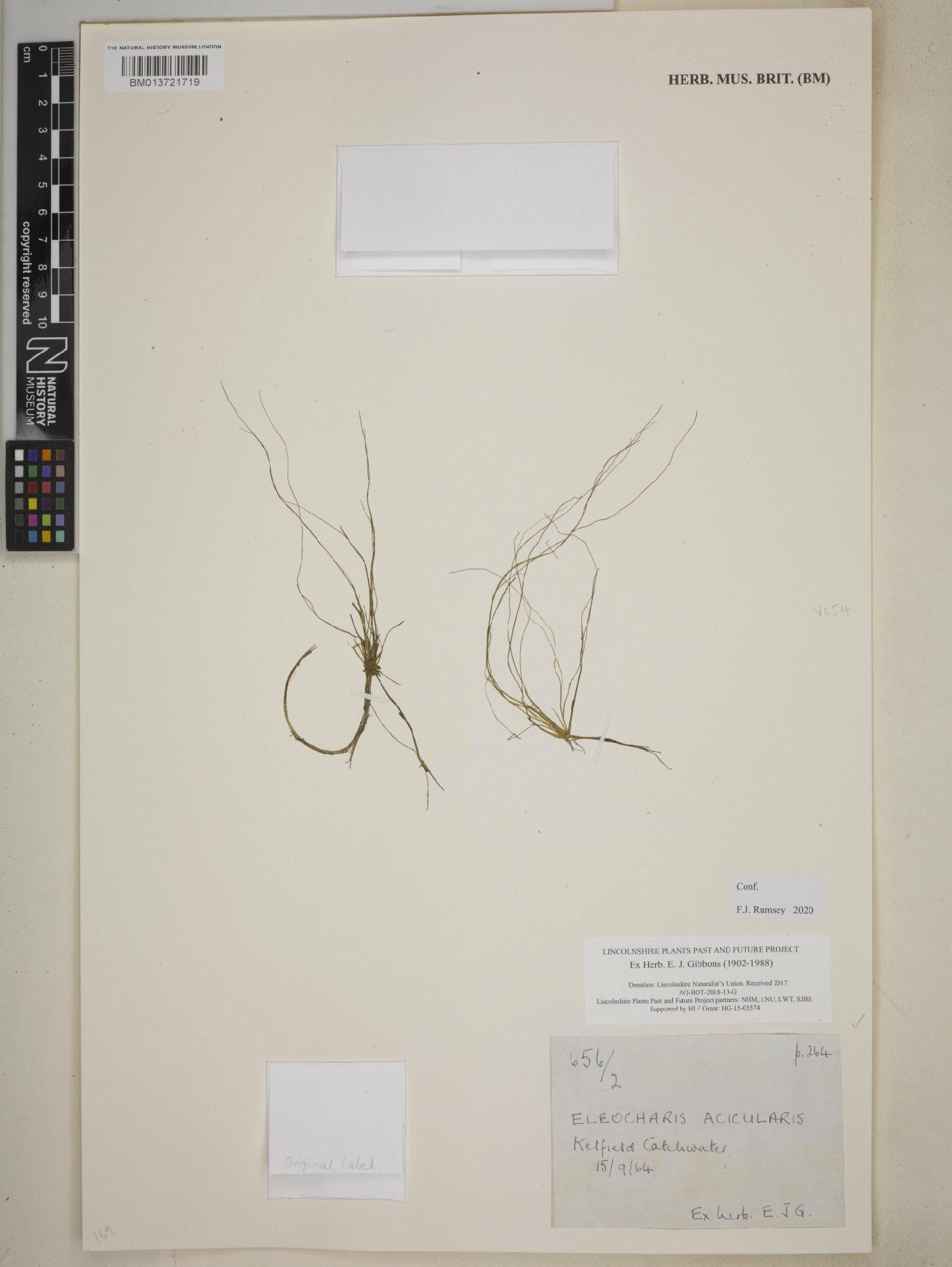 To NHMUK collection (Eleocharis acicularis (L.) Roem. & Schult.; NHMUK:ecatalogue:9113001)