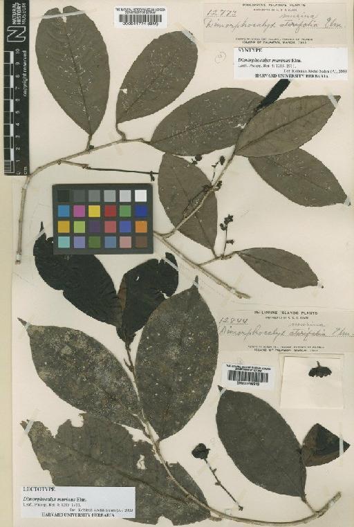 Dimorphocalyx murinus Elmer - BM000798313