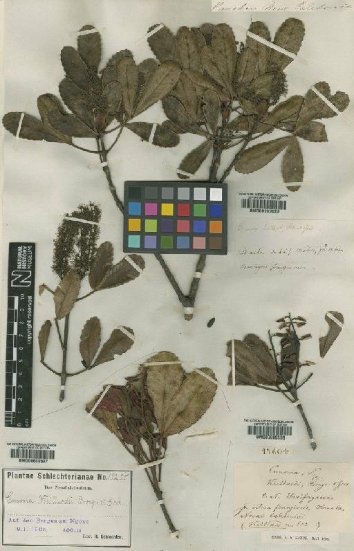Cunonia vieillardi Brongn. & Gris - BM000600537