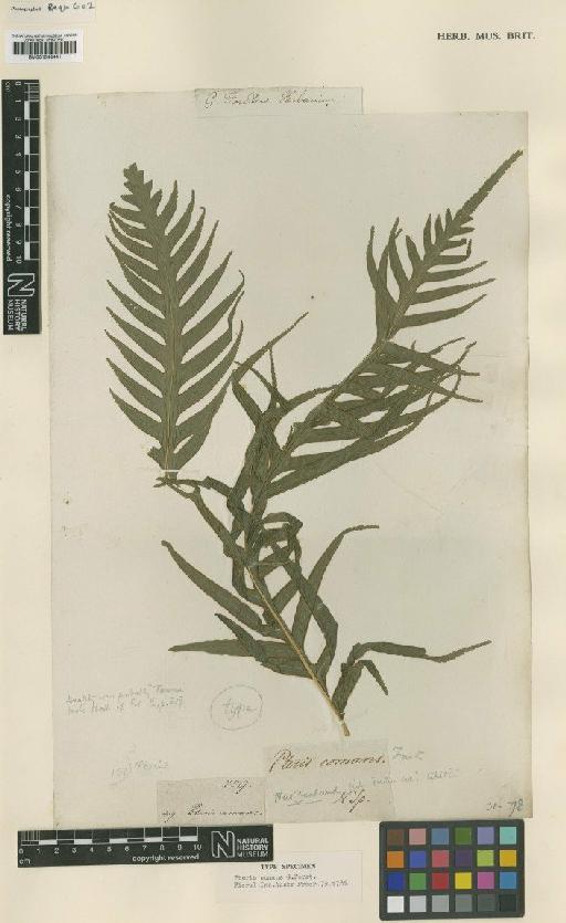 Pteris comans G.Forst. - BM001048441