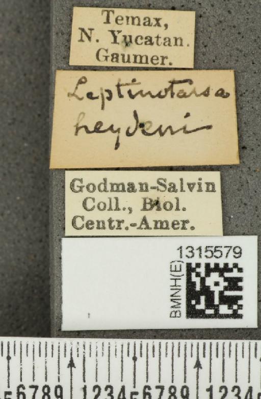 Leptinotarsa heydeni Stål, 1858 - BMNHE_1315579_label_15292
