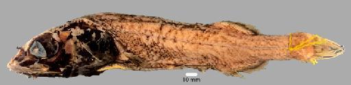 Alepocephalus australis Barnard, 1923 - BMNH 1990.8.21.157, Alepocephalus australis