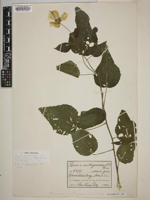 Pavonia mattogrossensis R.E.Fr. - BM000545809