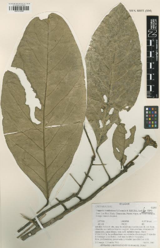 Capparis bonifaziana Cornejo & Iltis - BM001134987