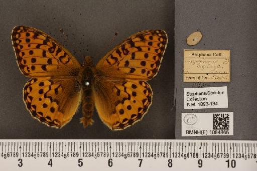 Argynnis aglaja (Linnaeus, 1758) - BMNHE_1084866_53822