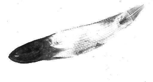Ophicephalus montanus McClelland et al., 1842 - BMNH 1843.2.25.59, SYNTYPE, Ophicephalus montanus