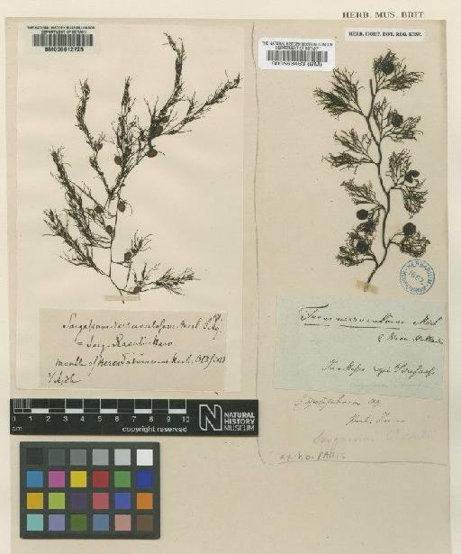 Sargassum verruculosum (mertens) Agardh - BM000612725