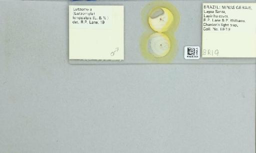 Lutzomyia (Lutzomyia) longipalpis Lutz & Neiva, 1912 - 015387951_811518_1329406_157792_NoStatus