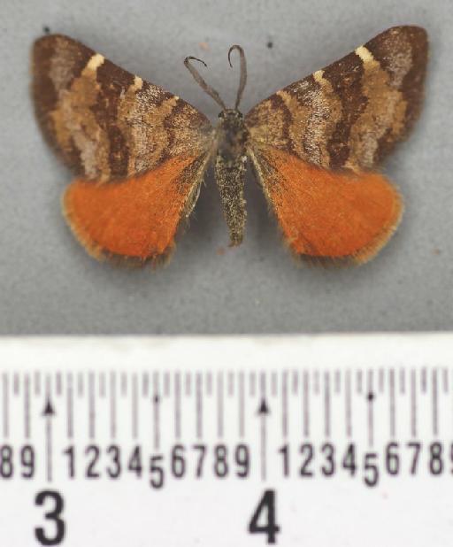 Fidonia edmondsii Butler, 1882 - Fidonia edmondsii Butler male syntype 1378648