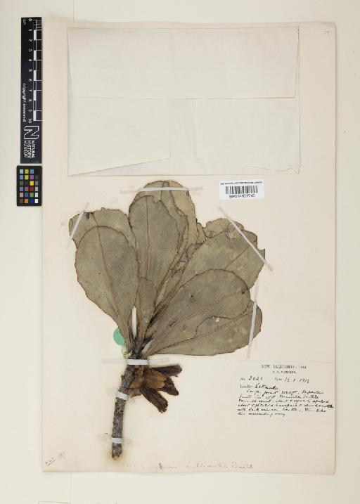 Strasburgeria calliantha Baill. - 014629246