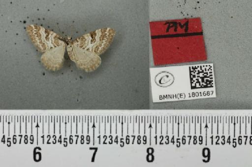 Perizoma minorata ericetata (Stephens, 1831) - BMNHE_1801687_a_371927