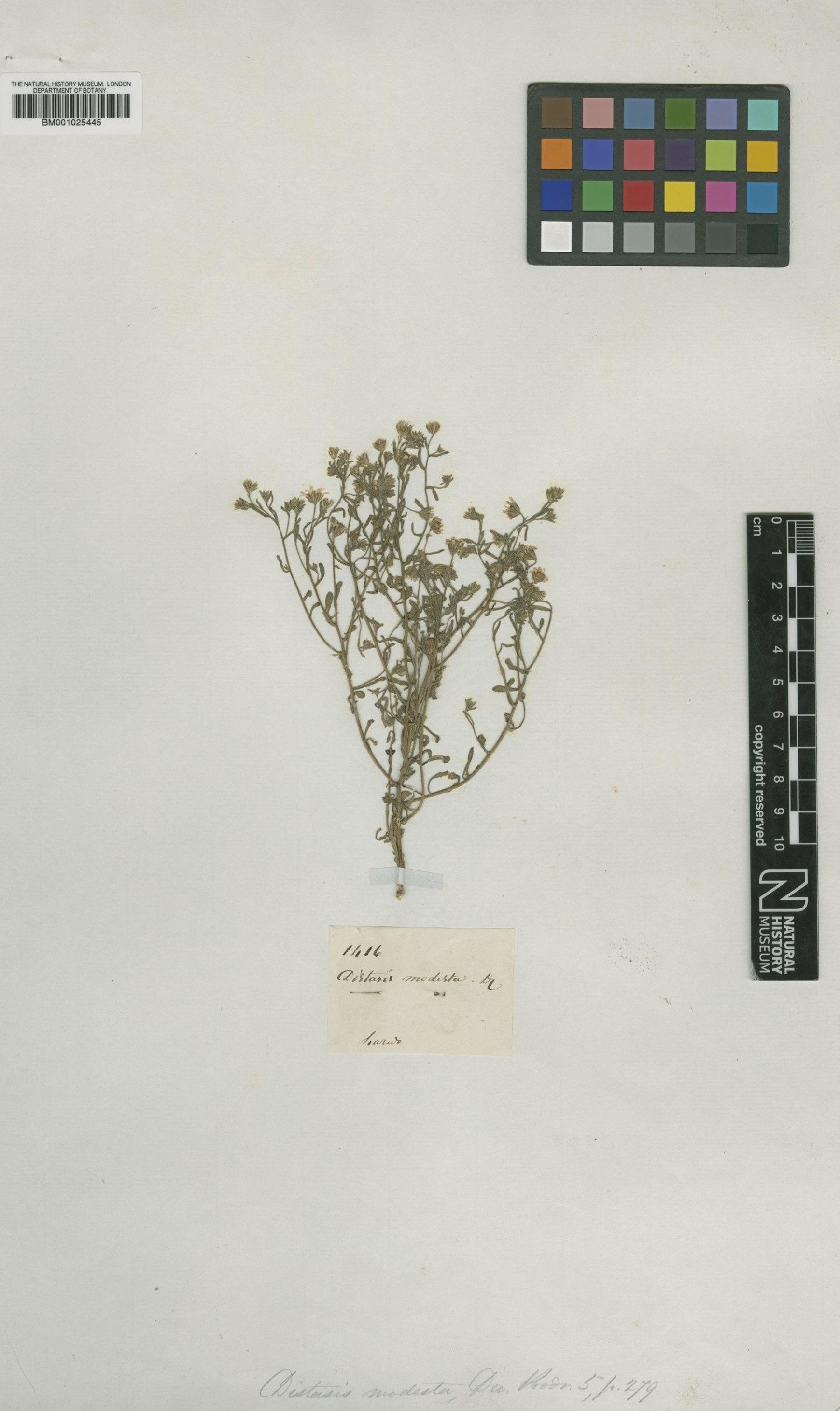 To NHMUK collection (Chaetopappa asteroides var. grandis Shinners; Type; NHMUK:ecatalogue:749858)