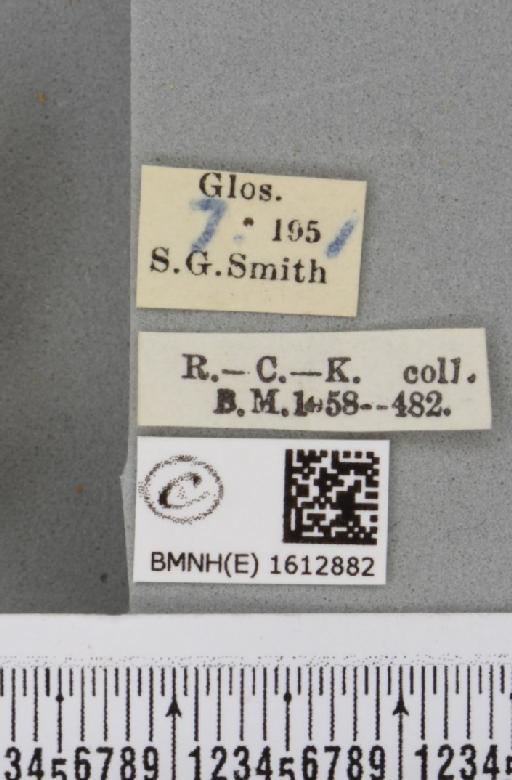 Scotopteryx chenopodiata (Linnaeus, 1758) - BMNHE_1612882_label_305589