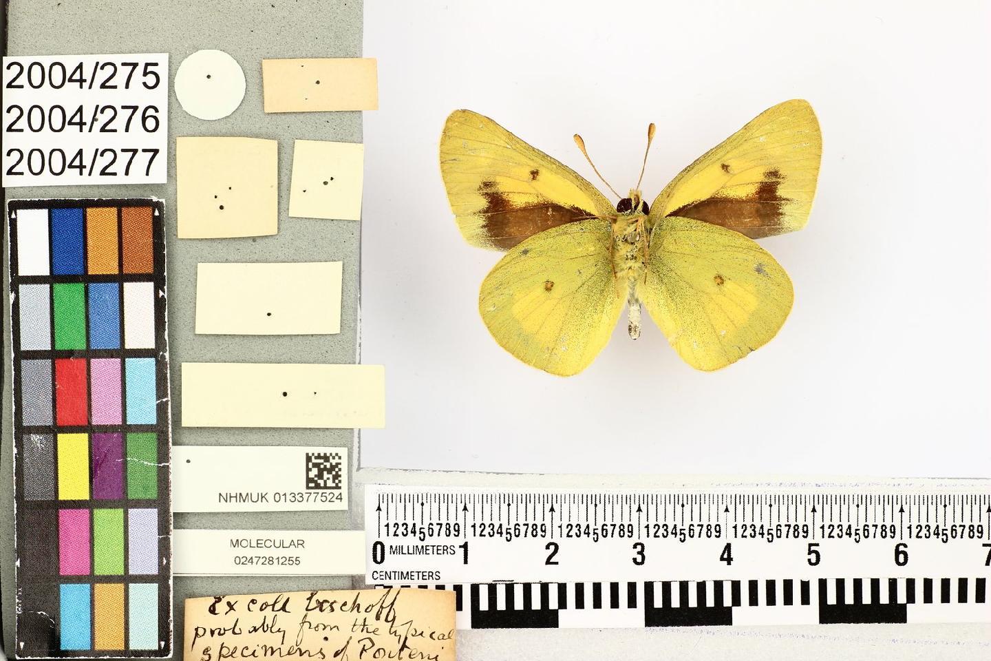 Colias ponteni thumbnail