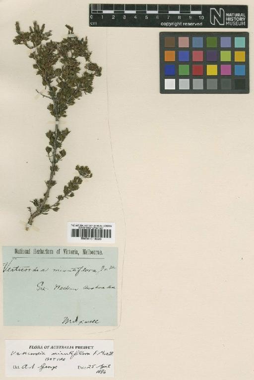 Verticordia minutiflora F.Muell. - BM001015020