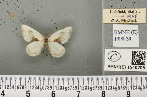 Cilix glaucata (Scopoli, 1763) - BMNHE_1540708_234657