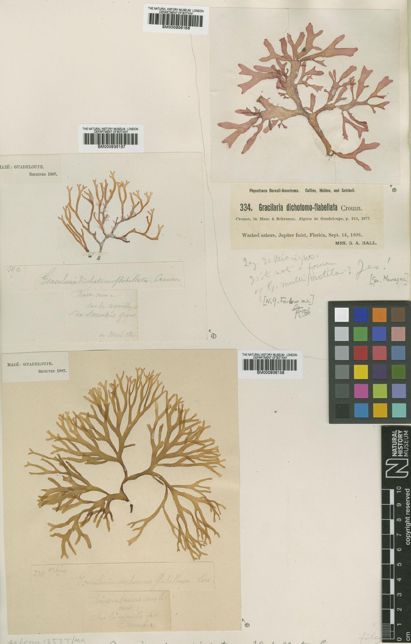 To NHMUK collection (Gracilaria mammillaris (Mont.) M.Howe; Type; NHMUK:ecatalogue:436698)