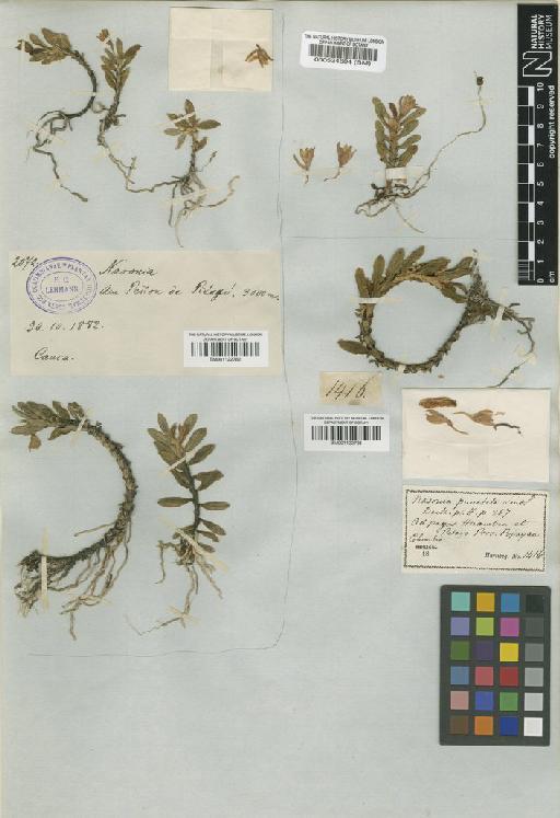 Fernandezia myrtillus (Rchb.f.) Garay & Dunst. - BM001122781