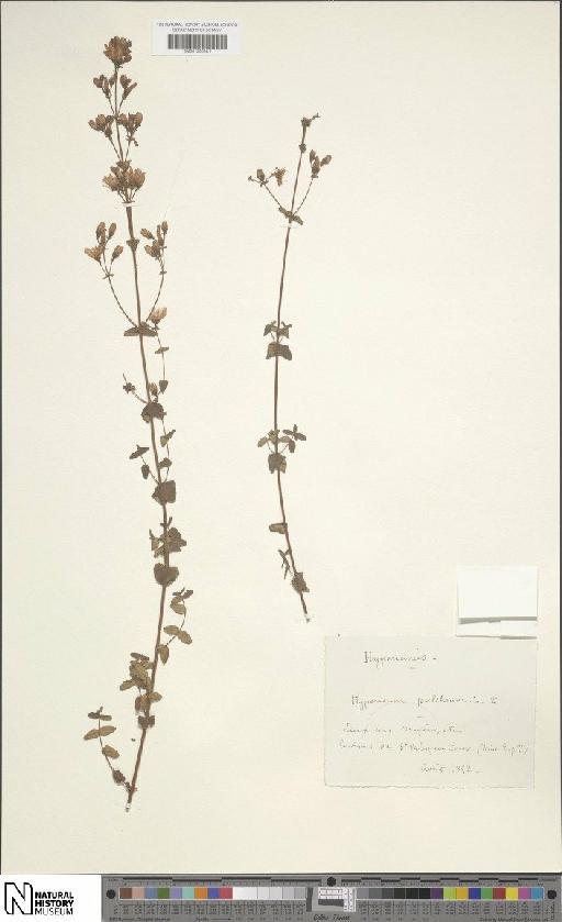 Hypericum pulchrum L. - BM001200381