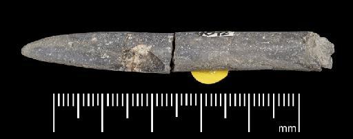 Simpsonibelus expansus (Simpson) - PI CC 1557 - belemnite