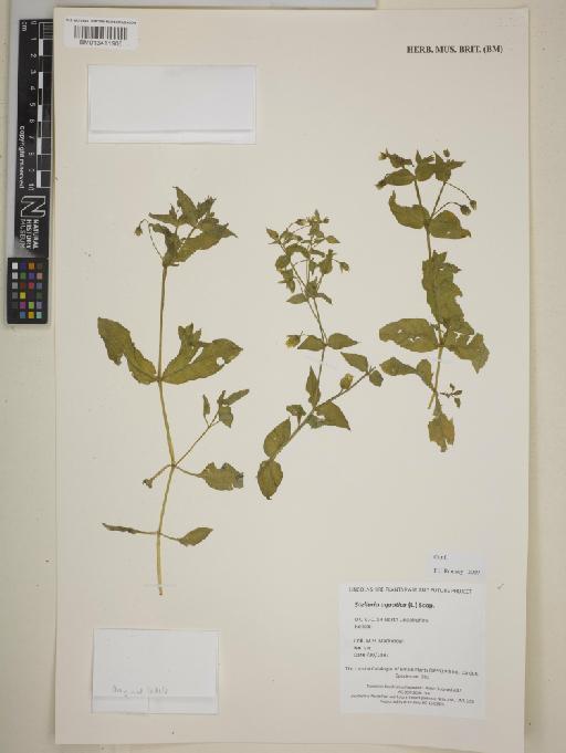 Stellaria aquatica (L.) Scop - BM013411906