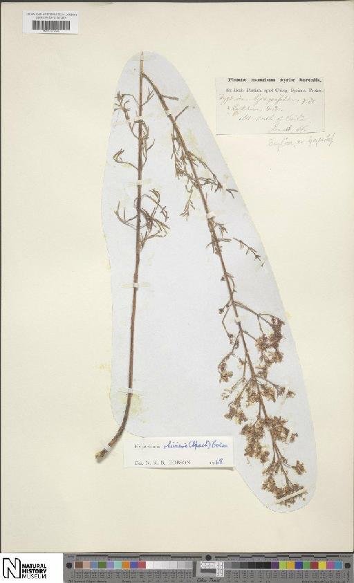 Hypericum olivieri (Spach) Boiss. - BM001202588