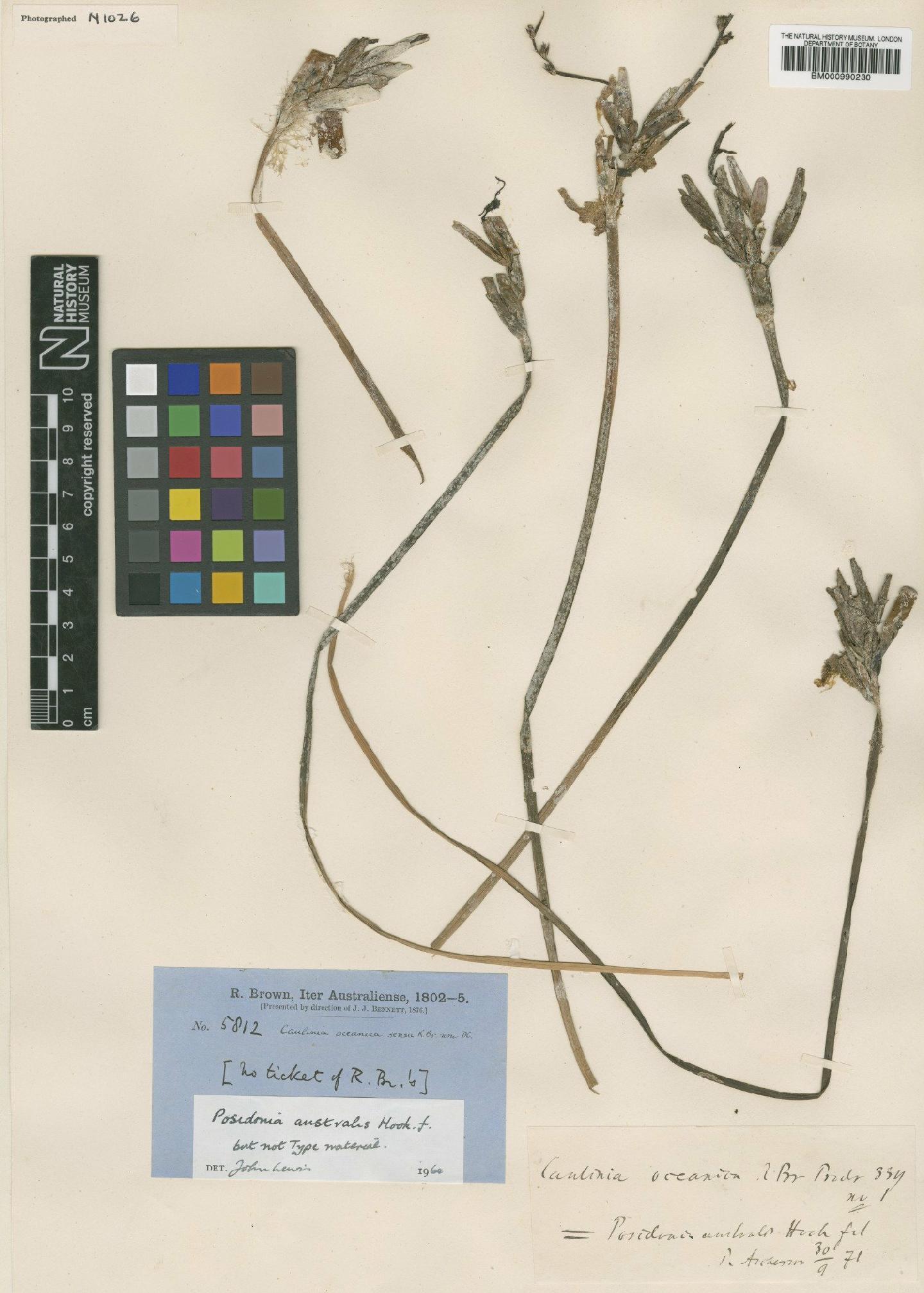 To NHMUK collection (Posidonia australis Hook.f.; Non-Type; NHMUK:ecatalogue:592939)