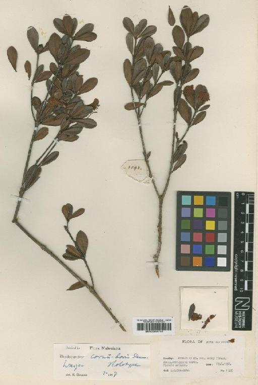 Rhododendron cornu-bovis Sleumer - BM000996754
