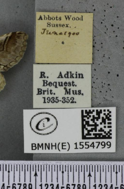 Diloba caeruleocephala (Linnaeus, 1758) - BMNHE_1554799_label_259075