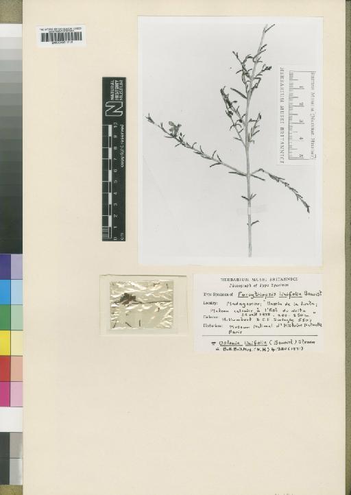 Oplonia linifolia (Benoist) Stearn - BM000931212