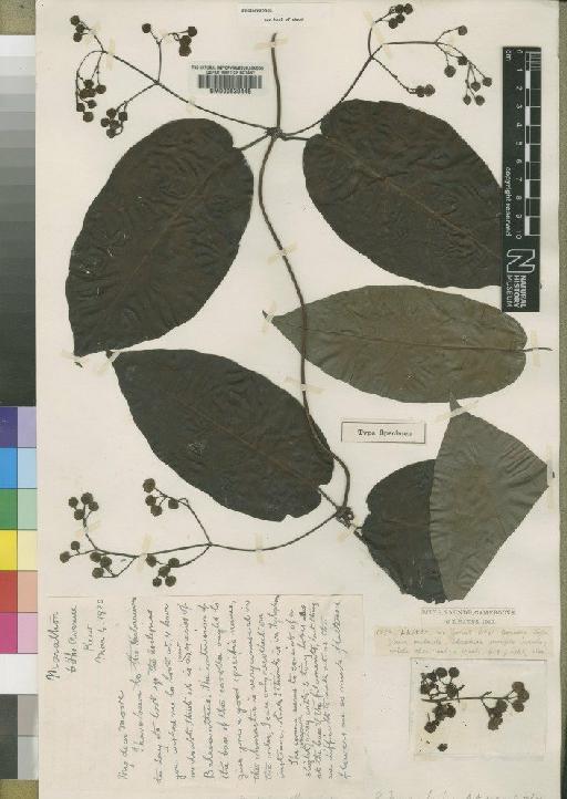 Baseonema intrusa (Moore) Venter - BM000630445