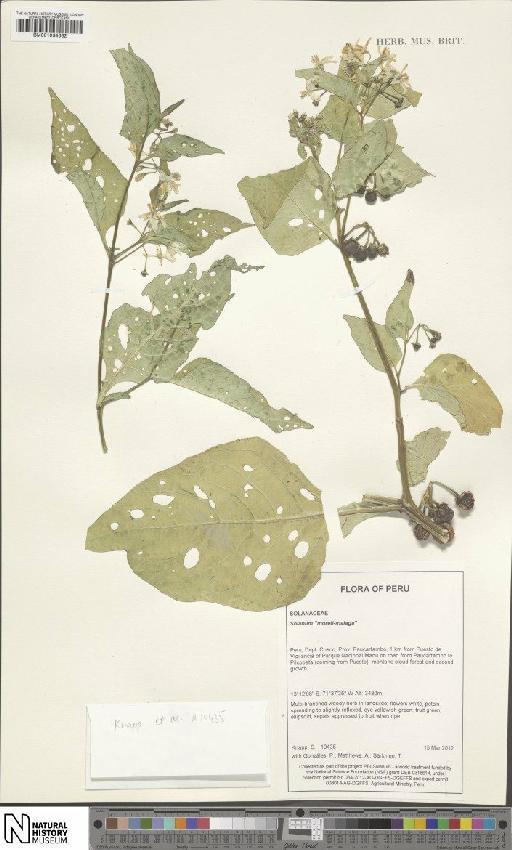 Solanum antisuyo Särkinen & S.Knapp - BM001034662