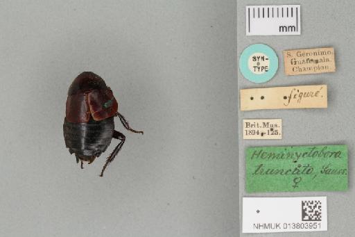 Nyctibora truncata (Saussure & Zehntner, 1893) - 013803951_Nyctibora_truncata_Syntype_Dorsal_Habitus