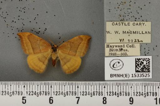 Watsonalla cultraria (Fabricius, 1775) - BMNHE_1533525_188166