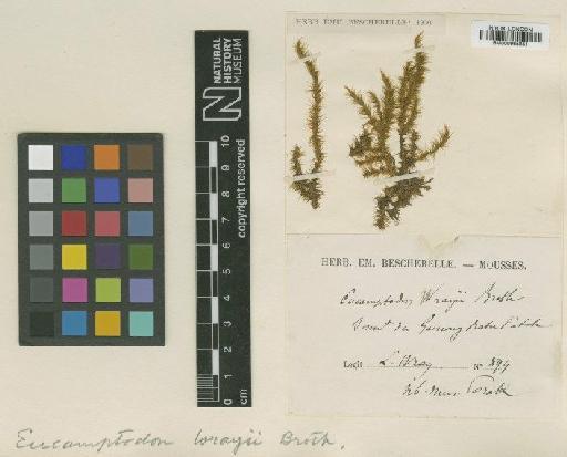 Braunfelsia dicranoides (Dozy & Molk.) Broth. - BM000965851