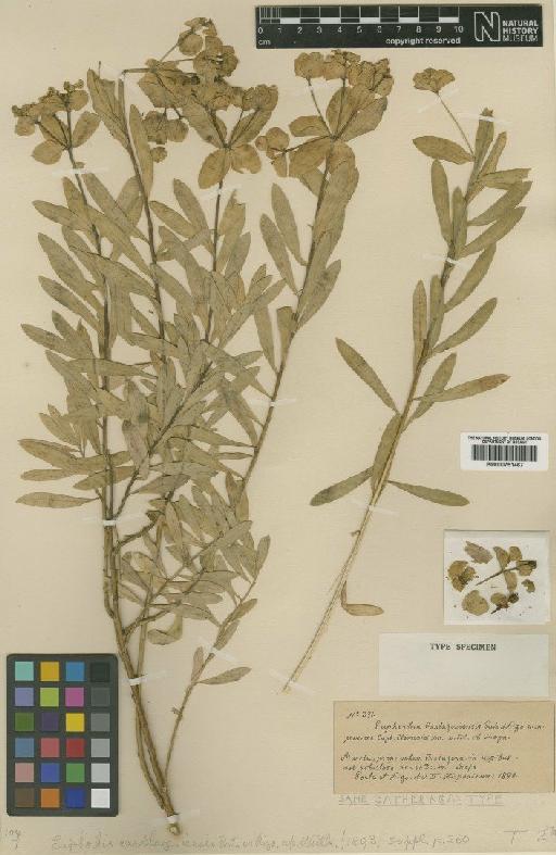 Euphorbia squamigera Loisel. - BM000751467