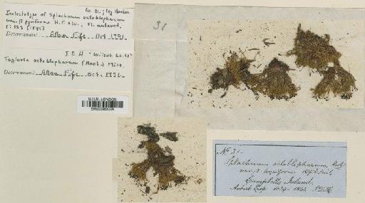 Tayloria octoblepharum (Hook.) Mitt. - BM000983008