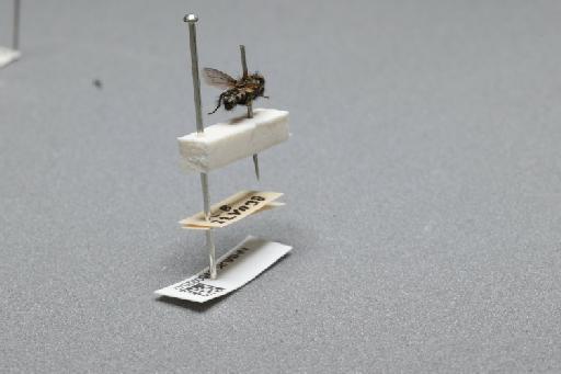 Sarcophaga (Myorhina) nigriventris Meigen, 1826 - 015092047_additional_1