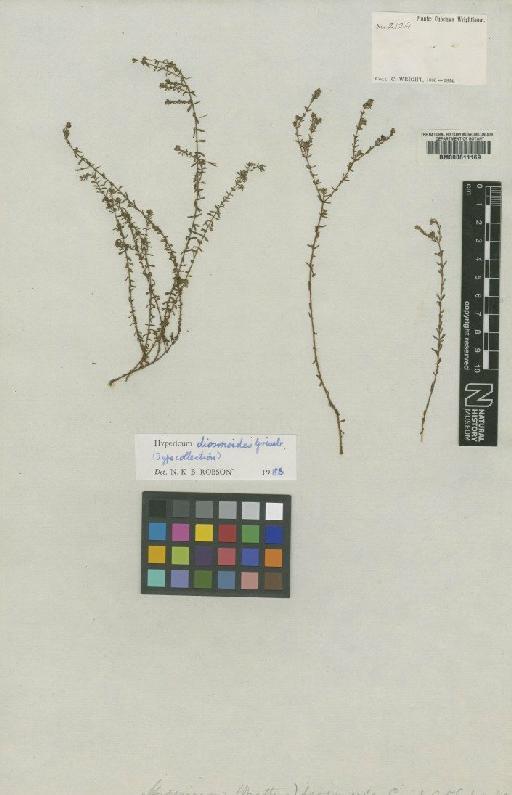 Hypericum diosmoides Griseb. - BM000611169